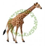 �������� �����, XL