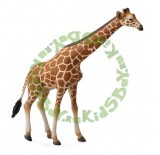 �������� �����, XL